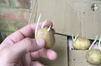 نحوه کاشت سیب زمینی - آموزش