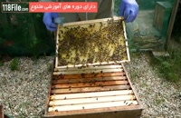 تکنیک هایی برای گرفتن بیشتر عسل از زنبوراتون