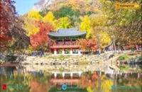 کره جنوبی، کشور جنگل های زیبا و افسانه های ماندگار- بوکینگ پرشیا bookingpersia