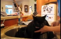 آموزش شستن گربه - آموزش