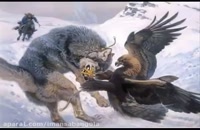 آموزش عقاب برای شکار | آموزشی