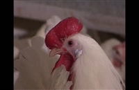 حمل جوجه یکروزه تخم گذار  قیمت مرغ
