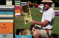 072007 - زنبورداری سری اول