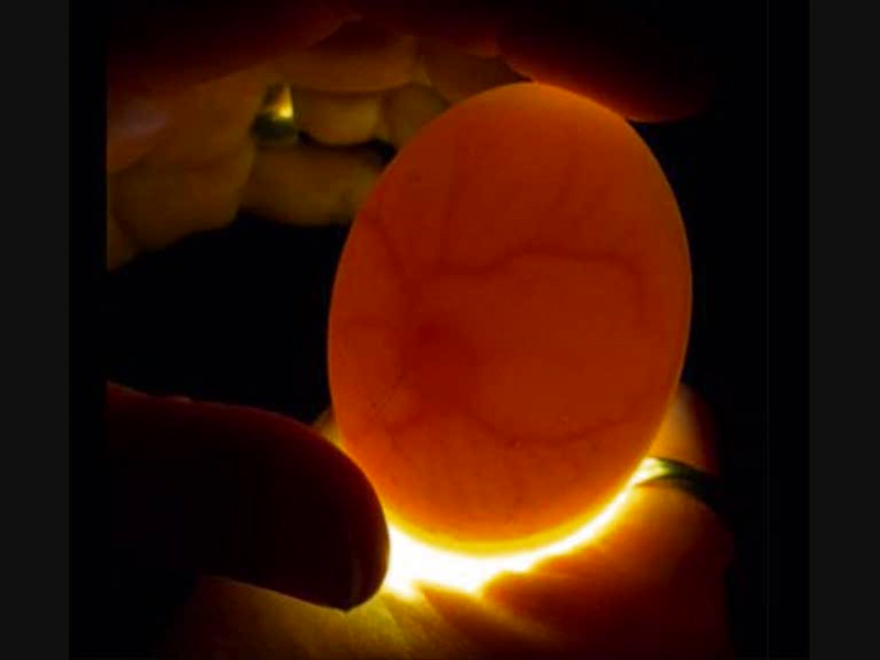 На какой день просвечивают яйца. Овоскопирование куриных яиц на 11 день. Овоскопирование гусиных яиц. Овоскопирование куриных яиц на 18 день. Овоскопирование утиных яиц.