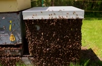 072017 - زنبورداری سری اول