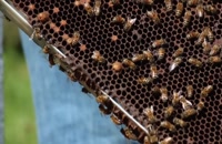 072024 - زنبورداری سری اول