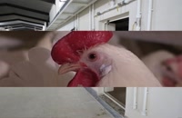 بزرگترین مزرعه مرغ مادر تخم گذار