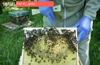 آموزش گام به گام زنبورداری