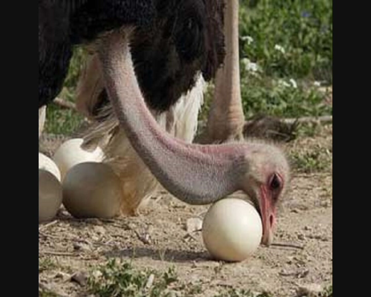 Животные без яиц. Самец эму высиживает яйца. Яйцо страуса эму. Яйцо африканского страуса. Яйцо страуса нанду.