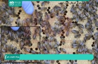 پکیج کامل آموزش زنبورداری - www.118file.com