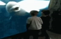 دلفین ناقلا
