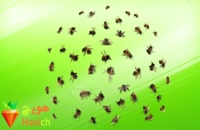 آموزش زنبورداری | فیلم آموزشی