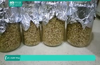 آماده سازی و پرورش تخم قارچ گانودرما