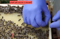 تشخیص ملکه زنبور عسل