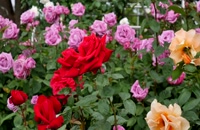 The rose garden of Kayoichou Park, Japan