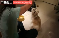 چگونه یک توله سگ شیتزو رو تربیت  کنیم