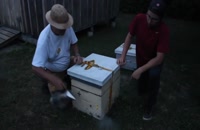 072019 - زنبورداری سری اول