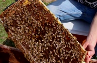 072035 - زنبورداری سری اول