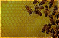 آموزش زنبورداری در تهران - آموزش
