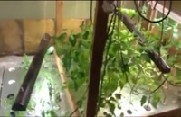 ویدیویی شگفت نگیز از پرورش گیاهان دارویی به روش هیدروپونیک در گلخانه
