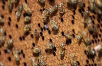 072009 - زنبورداری سری اول