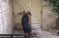 آموزش بگیر شدن سگ دوبرمن | آموزش