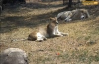 باغ وحش ژوهانسبورگ، خانه ی شیرهای سفید و حیوانات نادر - بوکینگ پرشیا