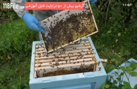 آموزش زنبورداری فارسی